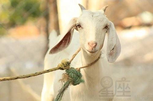 属羊四月爱情，生肖兔和羊的爱情运势如何？