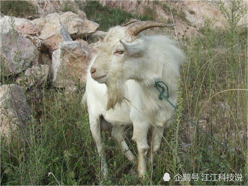 1979年出生属羊女性在2026年的运势如何？