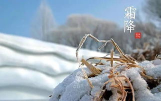 鼠——早晨的第一滴露水