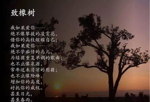 橡树=霸道总裁？木棉=傻白甜？大错特错！