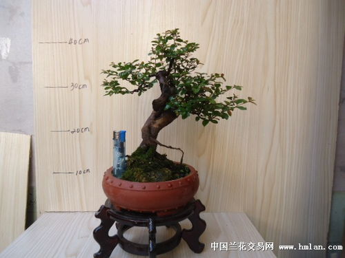 小叶红杨树盆景风水,红叶杨树苗