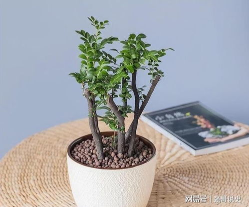 三、 山水盆景更扯淡！