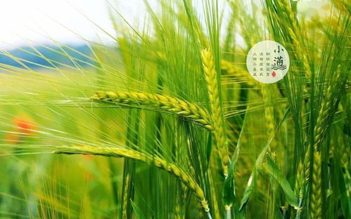 小满习俗千年传，夏熟初满迎丰收