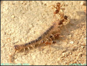 蚂蚁出洞怎么写,蚂蚁出洞怎么写