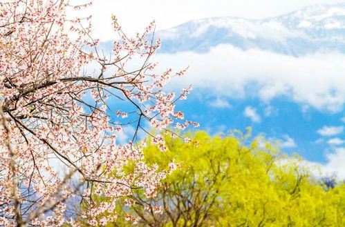 桃花海里头嫩不嫩遇到你的三生三世？