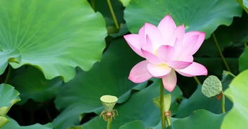 荷花出水弄青黄、 熏风独吹更多吐香
