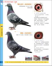 第四章：免费下载与百年芳华