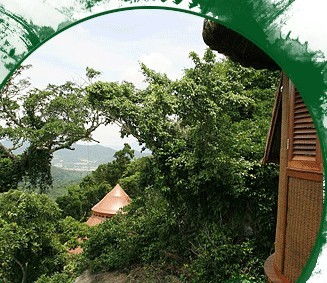 当松树开始给人类搓背