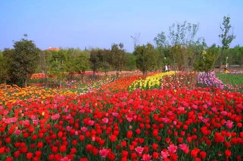 3. 其他花卉：百花齐放