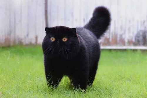 化学老师与五行的爆炸