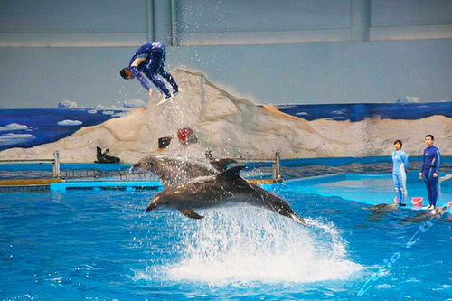 那场让我钱包哭爹喊娘的海洋馆之旅