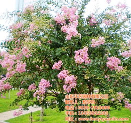 紫薇树栽在家的哪里好,紫薇树栽在家的哪里好