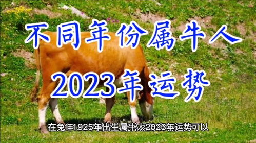2023年属牛的人的运势怎么样