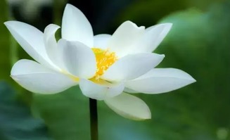 那些游客们
