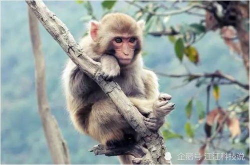 生肖猴对应哪些年份？哪些年份被称为猴年？