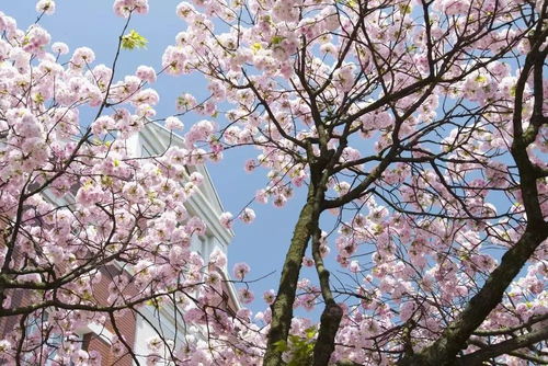 大阪造币局：绝绝子的樱花秘境