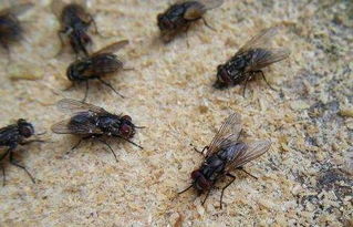 房间有苍蝇进来的风水,房间有苍蝇进来的风水怎么解释