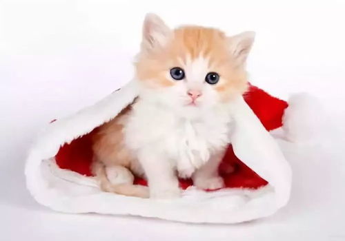 摆摊地养猫风水如何，适合猫咪居住吗？