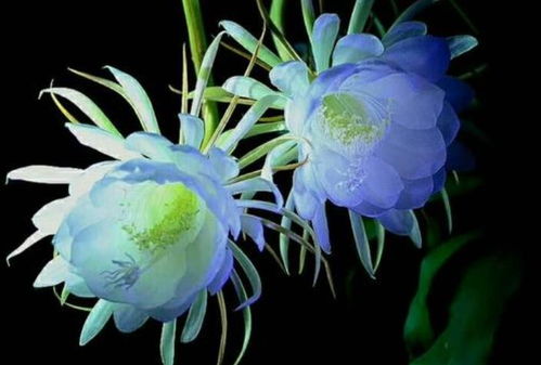 昙花代表哪个生肖？昙花是吉是凶有何寓意？