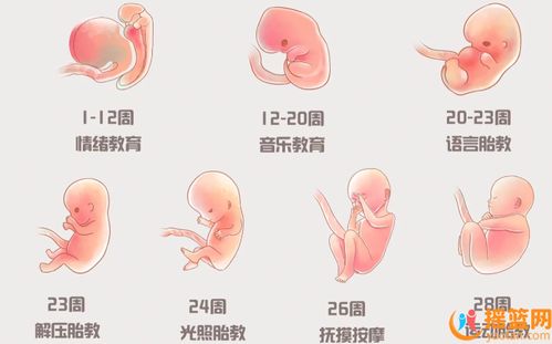 孕晚期：话痨妈妈养成记