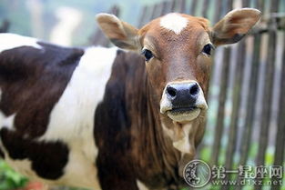属牛的人：稳重才是真