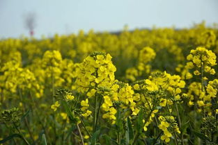 油菜花的海洋