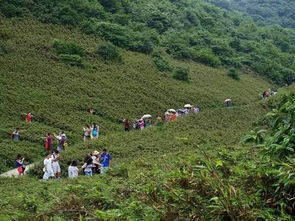 楠竹山旅游指南：一场令人心碎的避暑噩梦