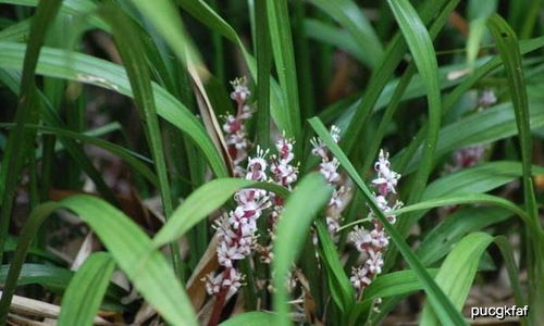 客厅养麦冬花的风水寓意,客厅养麦冬花的风水