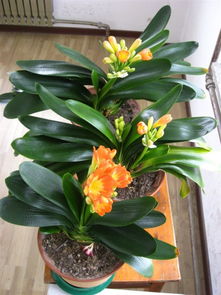 君子兰：高贵典雅，生肖虎的守护神