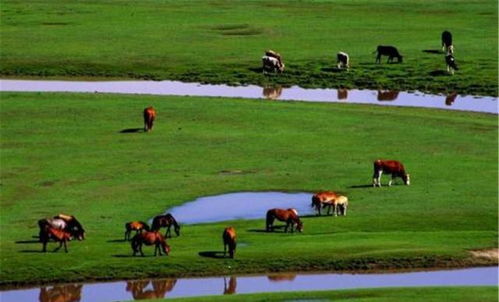 内蒙古：草原上的蚊子精