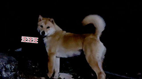 我看到了啥: 天呐噜!!!