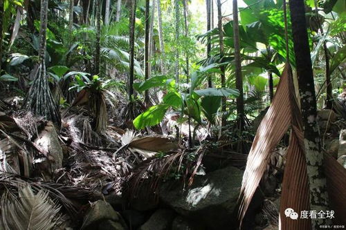 呀诺达雨林：昆虫总动员