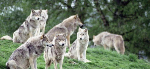 鬼哭狼嚎背后的真相（可嫩）