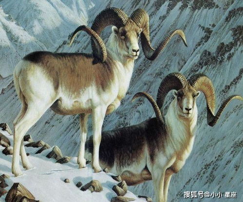 2003年属羊人2026年每月运势及未来5年运势具体如何？