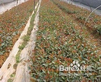 一、苗圃建设：一场与杂草的战争