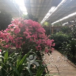 藁城观光园——一个让你钱包哭泣的魔幻现实主义乐园