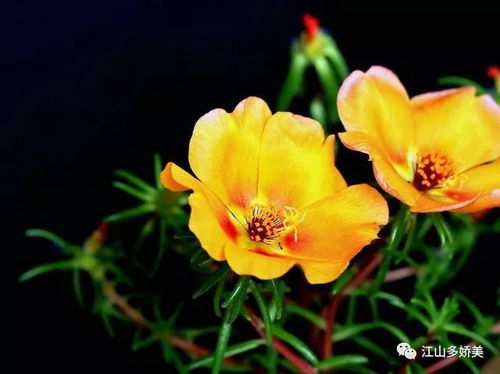 震惊！午时花的惊天秘密被曝光