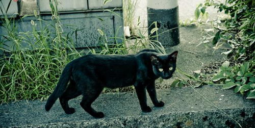 征兆六：遇到黑猫