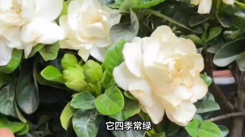 木槿花的花语和象征意义分别是什么？