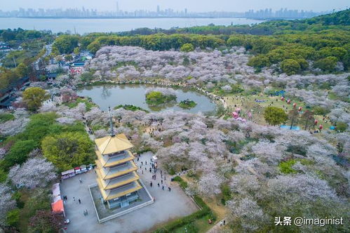 东湖樱园：人山人海的浪漫？