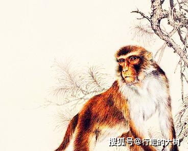 九二年属猴的人，2022年结婚的最佳年龄是多少岁？