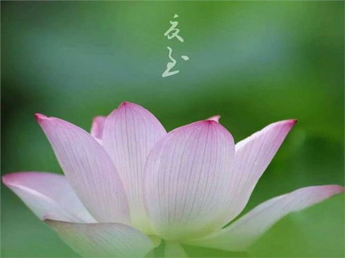 说说四川的“ 夏至”