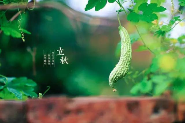 卯兔：胡萝卜也得凉拌着吃
