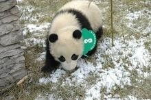 有哪些有趣的名字可以给熊猫取呢？熊猫名字大全里都有哪些好名字？