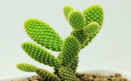 属龙人家里养什么绿植最能旺财运？