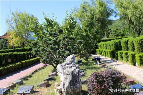 北京树葬大比拼：哪家坑得最专业