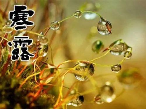 寒露属什么生肖？寒露打一动物代表什么含义？