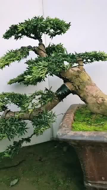 悬崖边风水禁忌大全中，罗汉松在风水玄学中有什么特别禁忌？