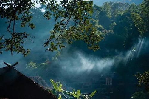普洱：世界茶树的原乡