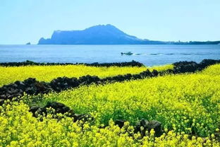 济州岛油菜花田，路田打卡，春日爆款游